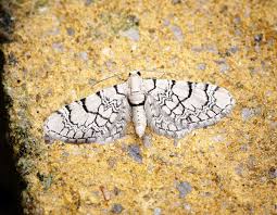 Attēlu rezultāti vaicājumam “Eupithecia venosata”