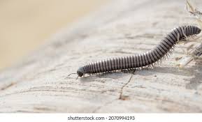 Attēlu rezultāti vaicājumam “Diplopoda”