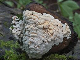 Attēlu rezultāti vaicājumam “Junghuhnia pseudozilingiana”