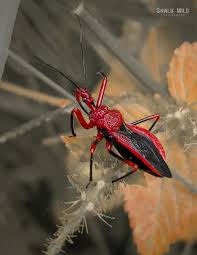 Attēlu rezultāti vaicājumam “Rhynocoris annulatus nymph”