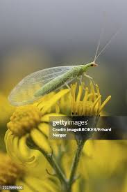 Attēlu rezultāti vaicājumam “Chrysopidae imago”