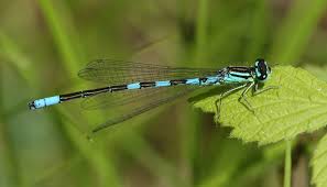Attēlu rezultāti vaicājumam “Coenagrion armatum male”
