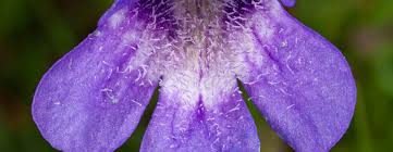 Attēlu rezultāti vaicājumam “Pinguicula vulgaris flower”