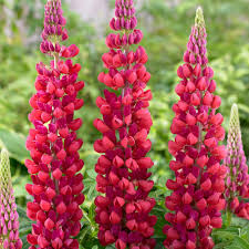 Attēlu rezultāti vaicājumam “Lupinus polyphyllus”