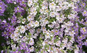 Image result for Schizanthus