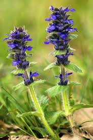 Attēlu rezultāti vaicājumam “Ajuga genevensis flower”
