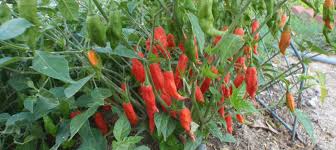 Afbeeldingsresultaat voor paper lantern hot pepper