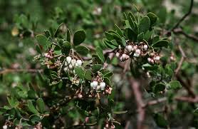 Attēlu rezultāti vaicājumam “Ericaceae”
