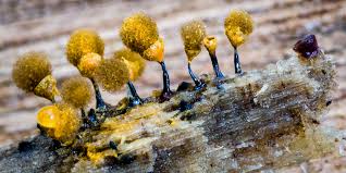 Attēlu rezultāti vaicājumam “Hemitrichia calyculata stalked”
