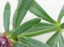 Attēlu rezultāti vaicājumam “Geocrypta galii”