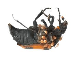 Attēlu rezultāti vaicājumam “Nicrophorus investigator imago”