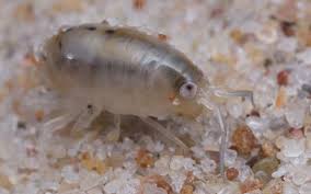 Attēlu rezultāti vaicājumam “Talitrus saltator”