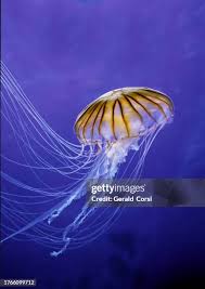 Attēlu rezultāti vaicājumam “Scyphozoa”