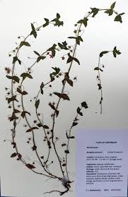 Image result for Anagallis arvensis