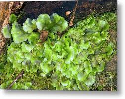 Attēlu rezultāti vaicājumam “Pellia epiphylla”