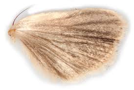 Attēlu rezultāti vaicājumam “Mythimna impura”