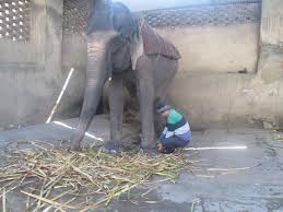 Image result for sad elephant