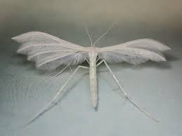 Attēlu rezultāti vaicājumam “Pterophorus pentadactyla”