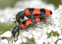 Attēlu rezultāti vaicājumam “Trichodes apiarius”