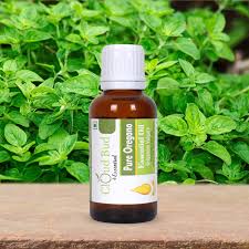 Attēlu rezultāti vaicājumam “Origanum vulgare bud”