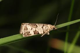 Attēlu rezultāti vaicājumam “Dichelia histrionana”