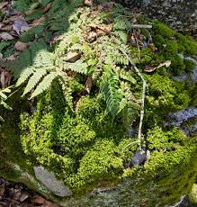Attēlu rezultāti vaicājumam “Tetraphis pellucida sporophyte”