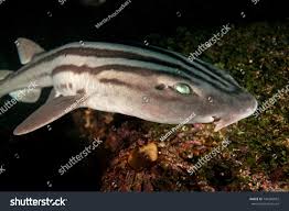 Image result for Poroderma africanum