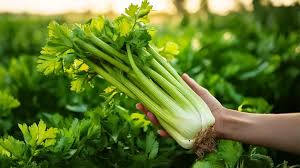 Image result for Sellerie