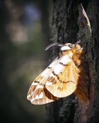 Attēlu rezultāti vaicājumam “Endromis versicolora”