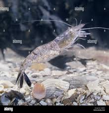 Attēlu rezultāti vaicājumam “Crangon crangon”