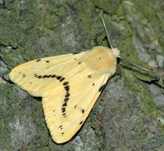 Attēlu rezultāti vaicājumam “Spilosoma lutea larva”