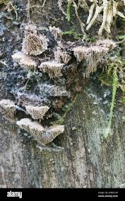 Attēlu rezultāti vaicājumam “Gloiodon strigosus”