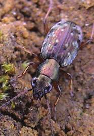 Attēlu rezultāti vaicājumam “Asaphidion pallipes”