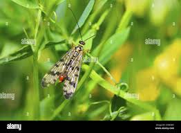 Attēlu rezultāti vaicājumam “Panorpa communis imago”