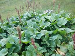 Attēlu rezultāti vaicājumam “Rumex confertus”