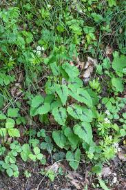 Attēlu rezultāti vaicājumam “Phyteuma spicatum leaf”