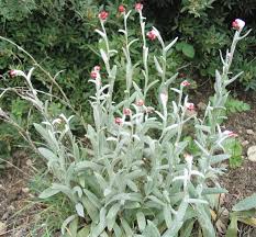 Image result for Helichrysum subulifolium
