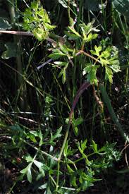 Attēlu rezultāti vaicājumam “Peucedanum oreoselinum”
