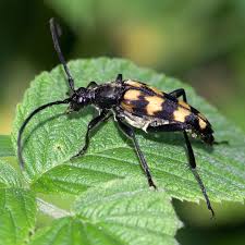 Attēlu rezultāti vaicājumam “Leptura quadrifasciata”