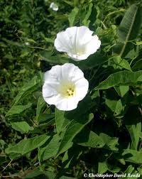 Attēlu rezultāti vaicājumam “Calystegia inflata leaf”