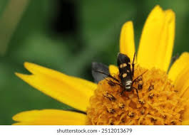 Attēlu rezultāti vaicājumam “Scythrididae”