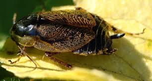 Attēlu rezultāti vaicājumam “Ectobius sylvestris”