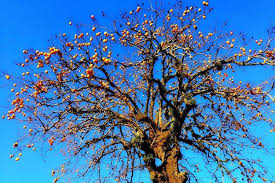 「柿の木利江」の画像検索結果