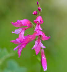 Attēlu rezultāti vaicājumam “Gladiolus imbricatus fruit”