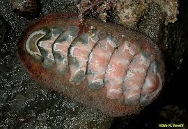 Attēlu rezultāti vaicājumam “Mollusca”