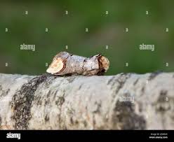 Attēlu rezultāti vaicājumam “Phalera bucephala imago”