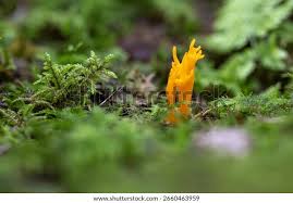 Attēlu rezultāti vaicājumam “Ramaria flava”