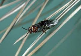 Attēlu rezultāti vaicājumam “Diprion pini female”