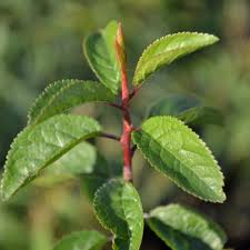 Attēlu rezultāti vaicājumam “Prunus spinosa leaf”