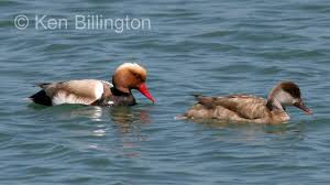 Image result for Netta rufina